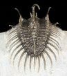 Spiny Comura Trilobite - Exceptional Specimen #62932-4